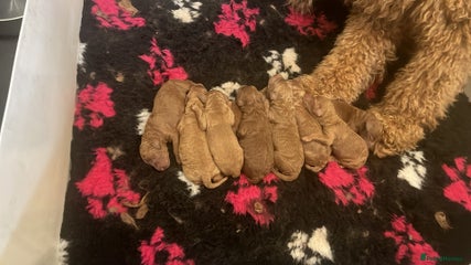 dscfdsvfdvfdvfdvdfvfdvd